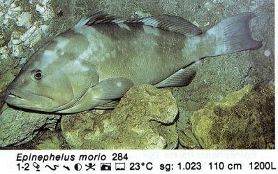Epinephelus morio